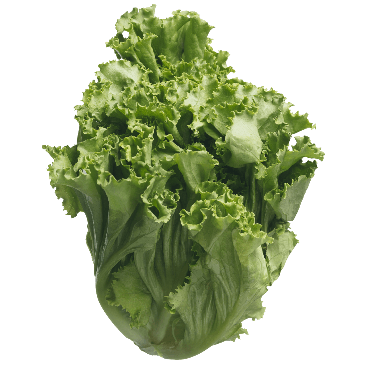 Leaf Lettuce
