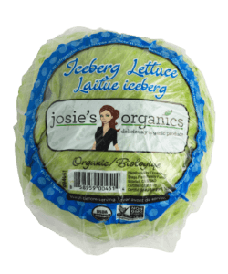 Iceberg Lettuce Iceberg Lettuce