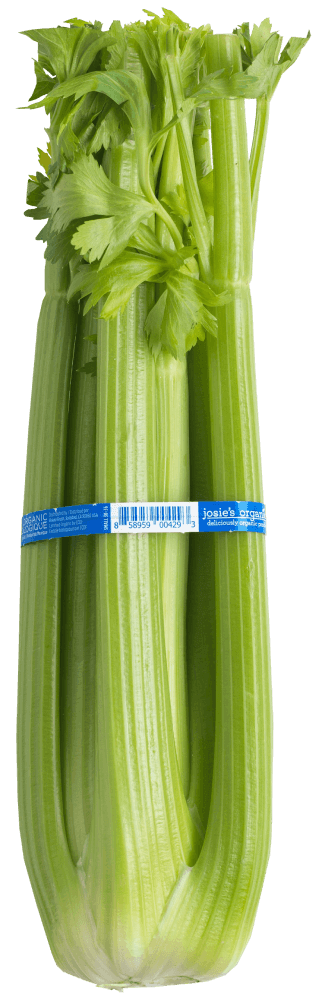 Celery
