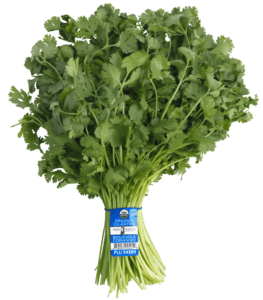 Cilantro Cilantro