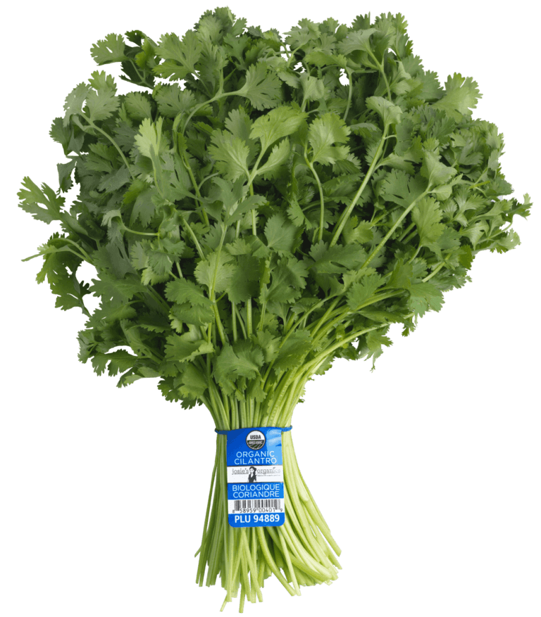 Cilantro
