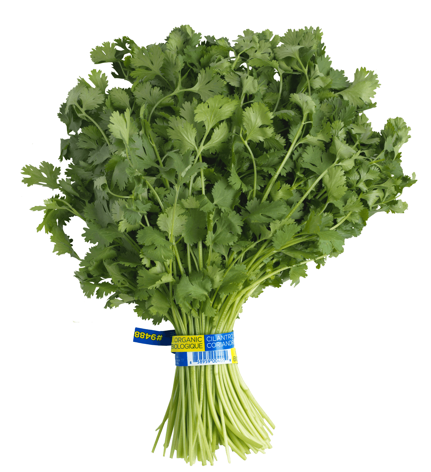 Cilantro