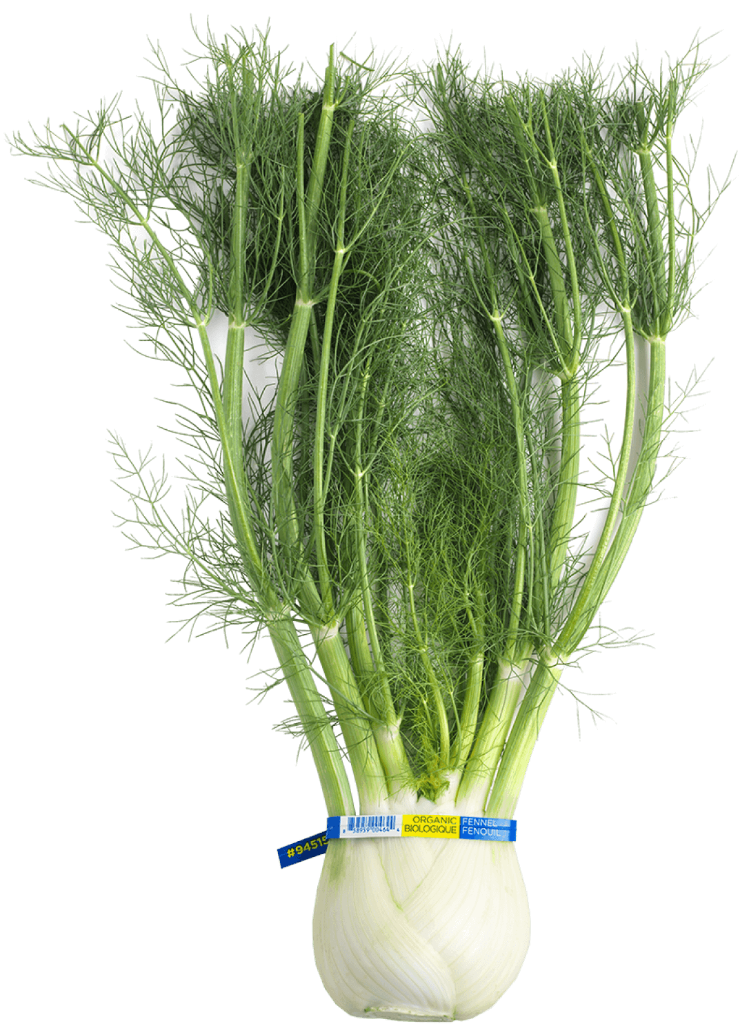 Fennel