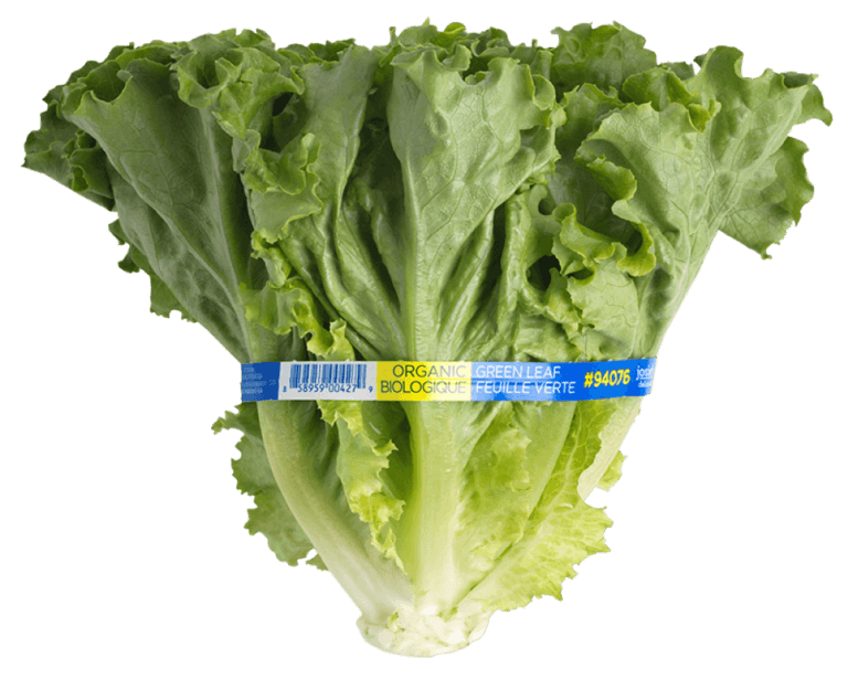 Leaf Lettuce