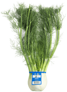 Fennel Fennel