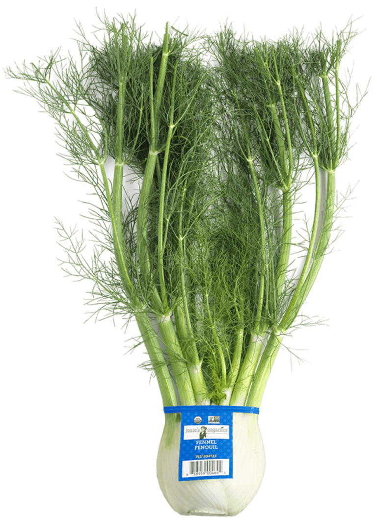 Fennel