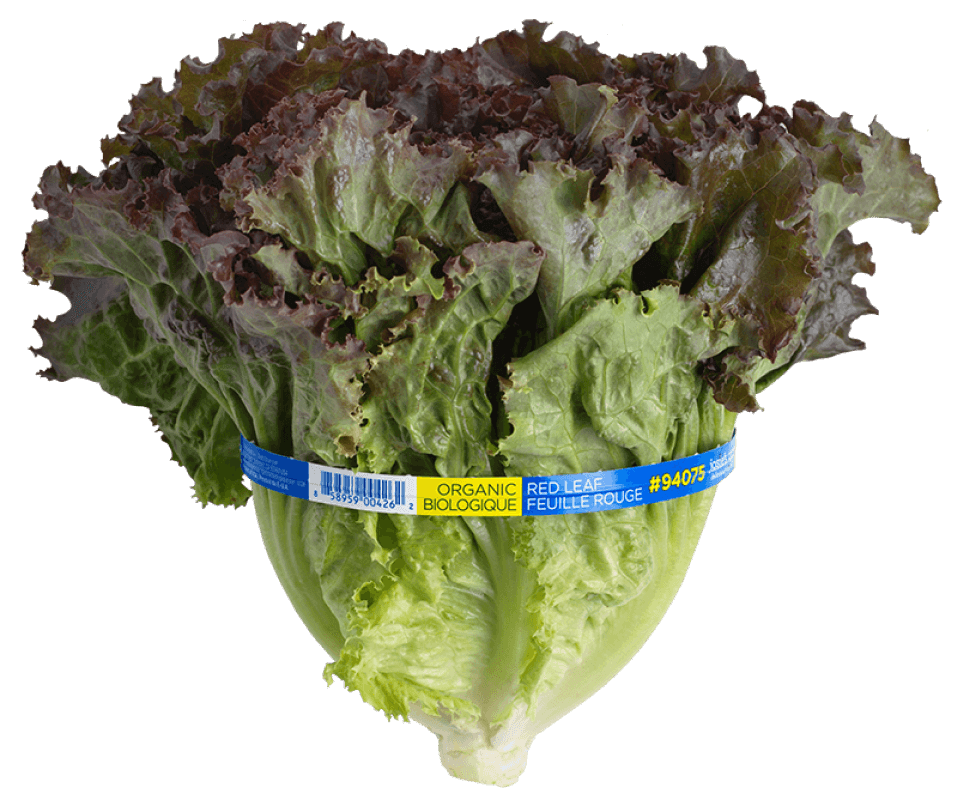 Leaf Lettuce