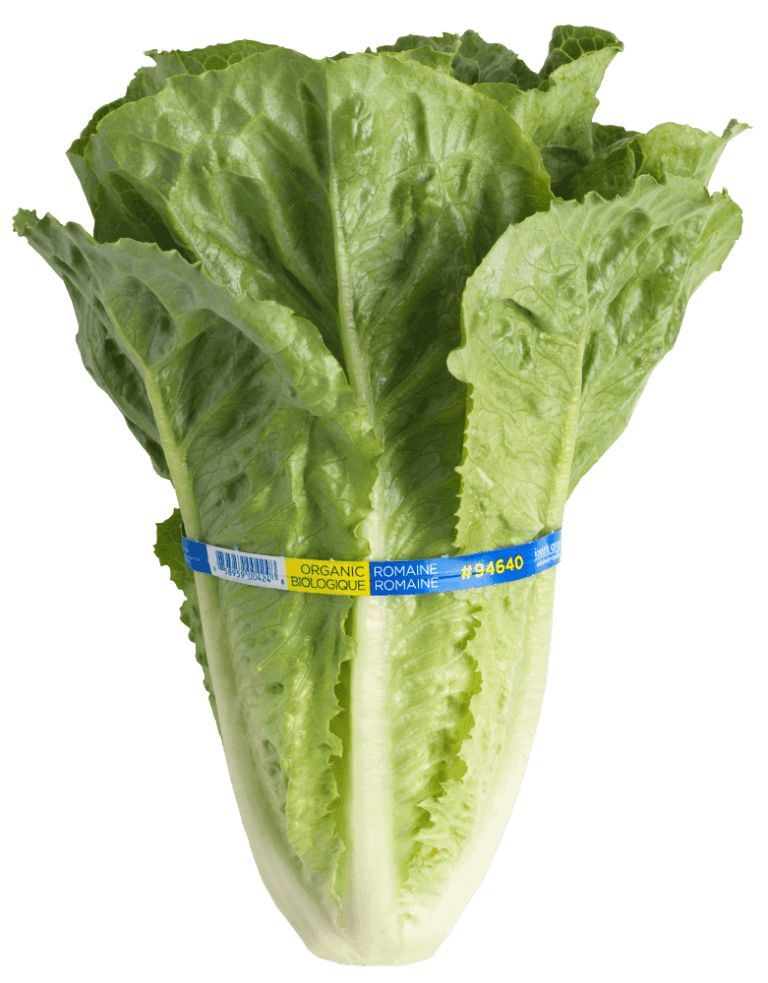 Romaine