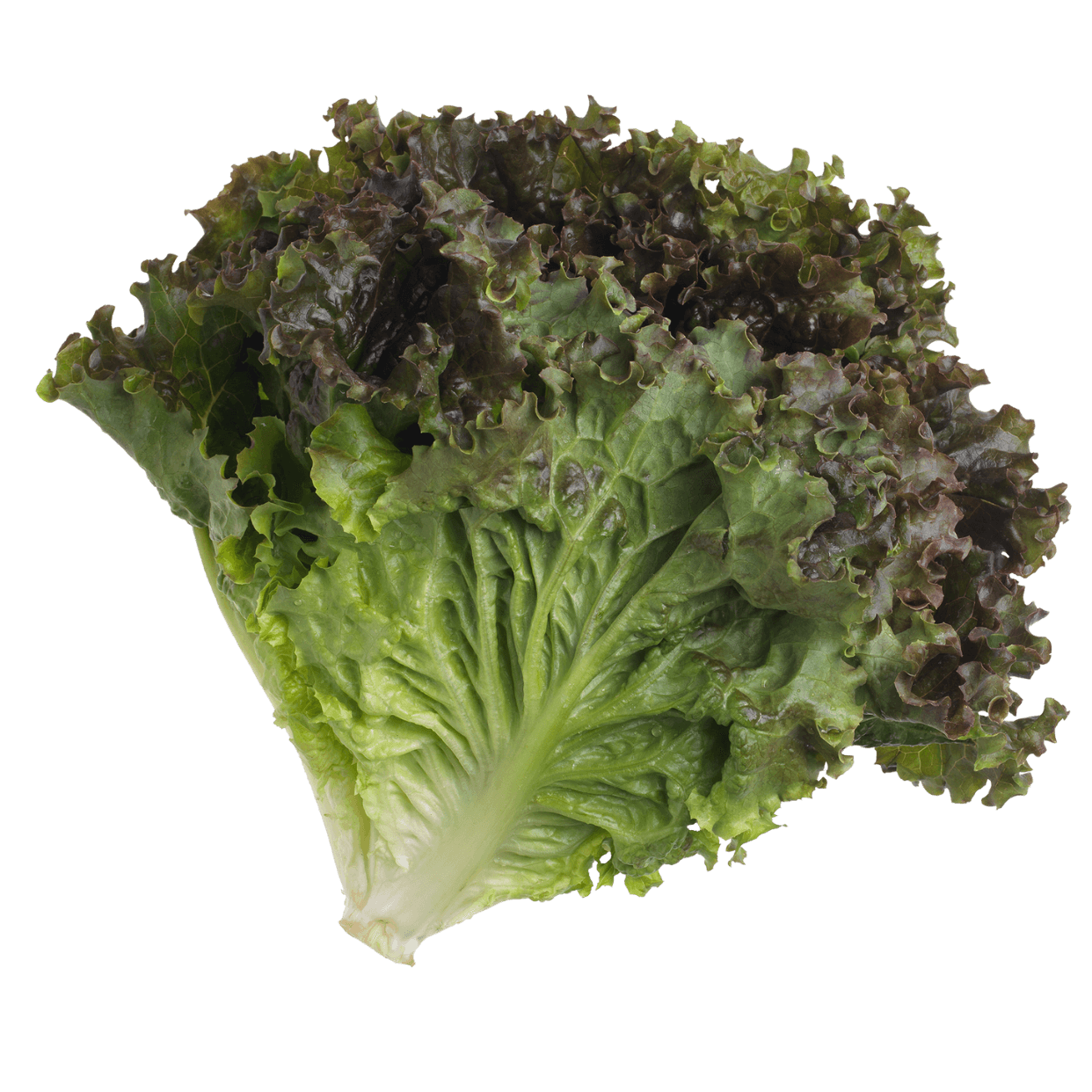 Leaf Lettuce
